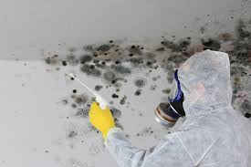 Best Mold Odor Removal Services  in Chittenango, NY